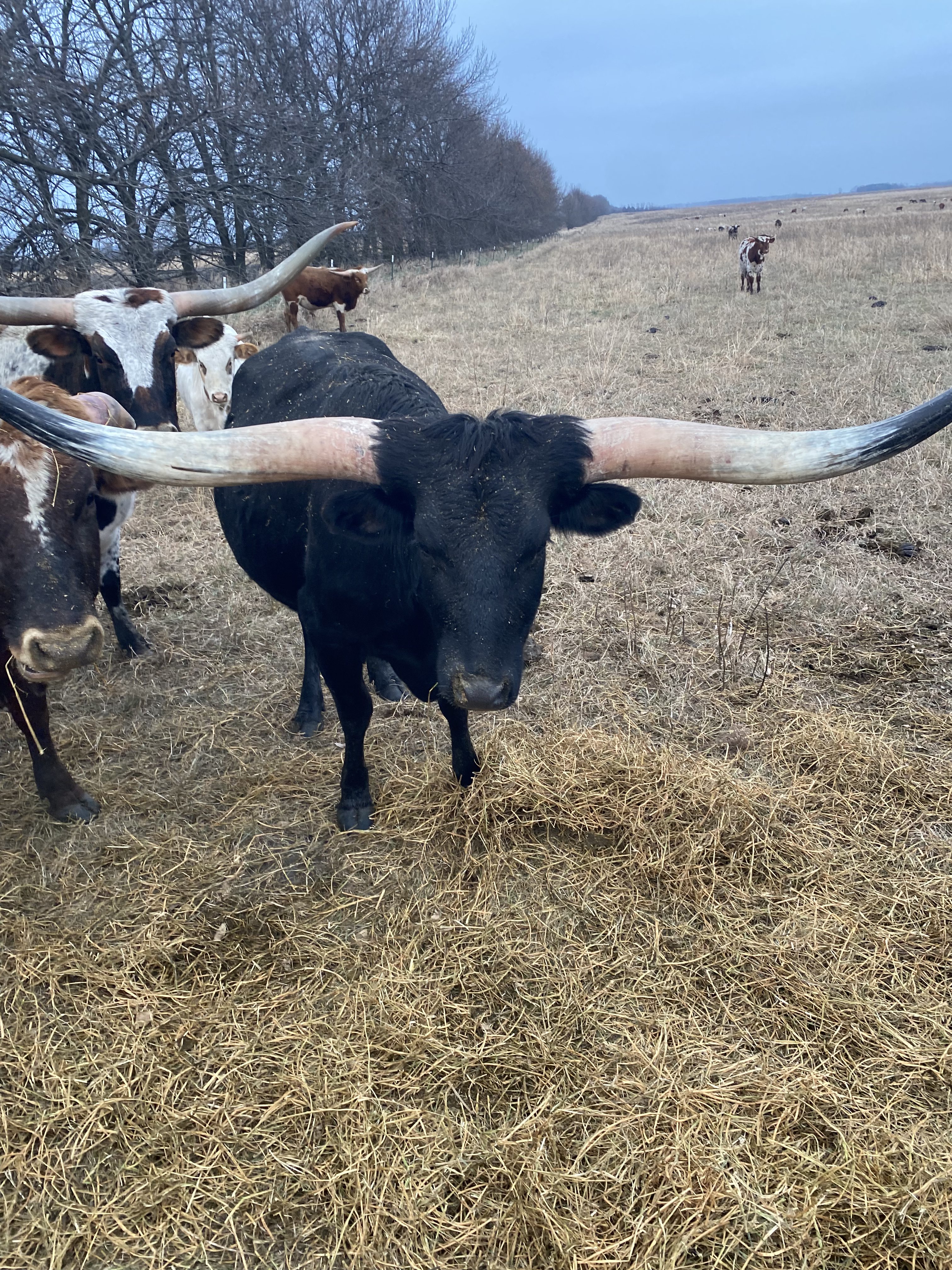 Longhorn Cow 10