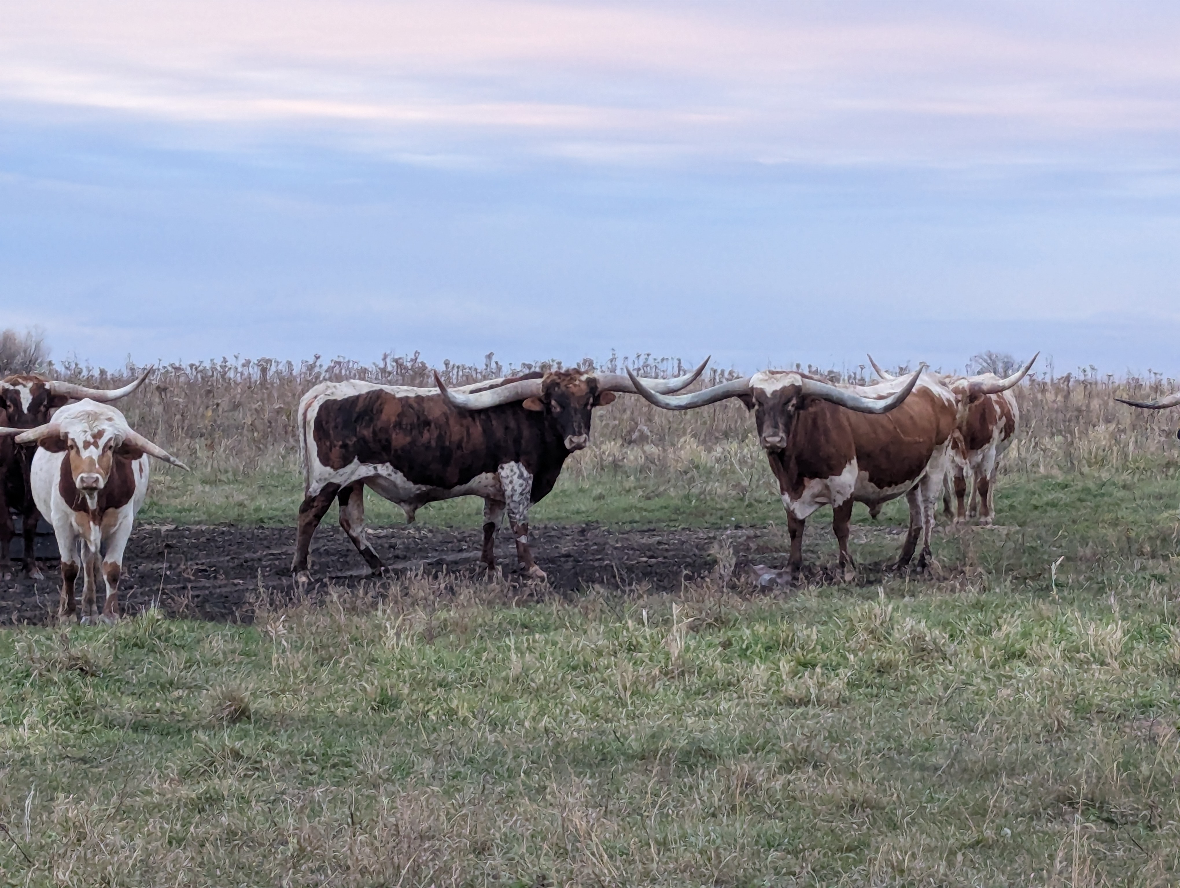 Longhorn Cow 13
