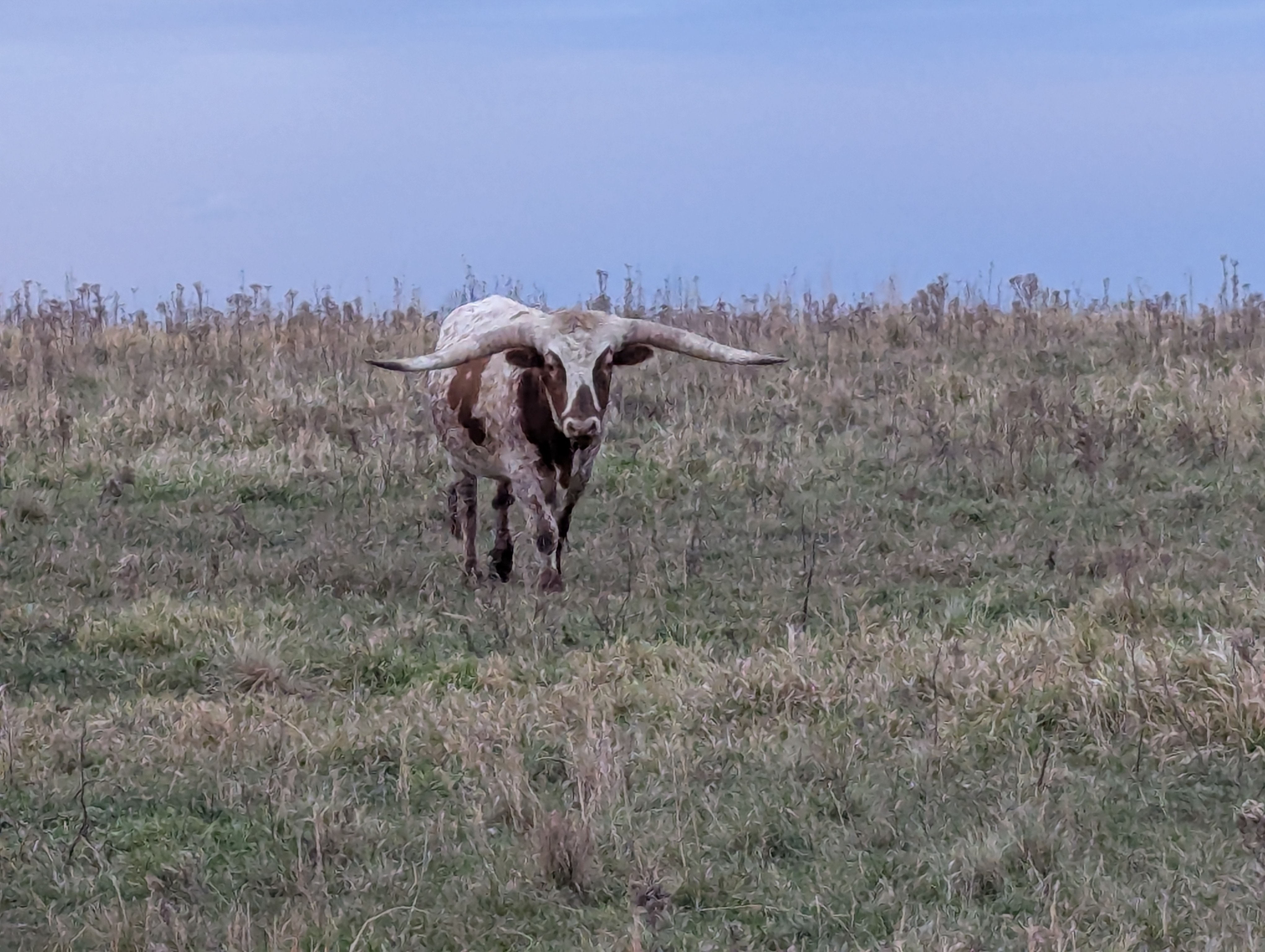 Longhorn Cow 2