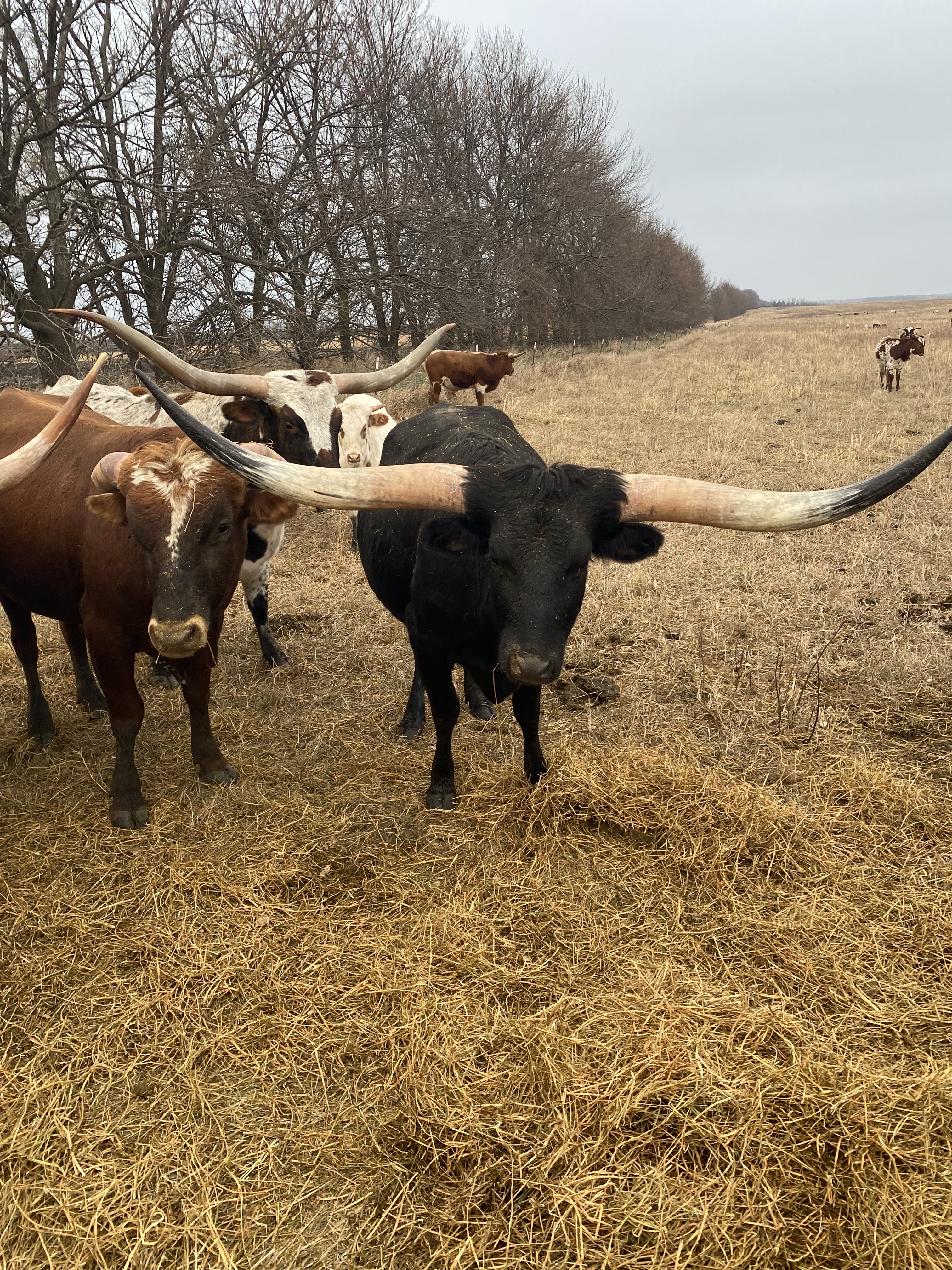 Longhorn Cow 5
