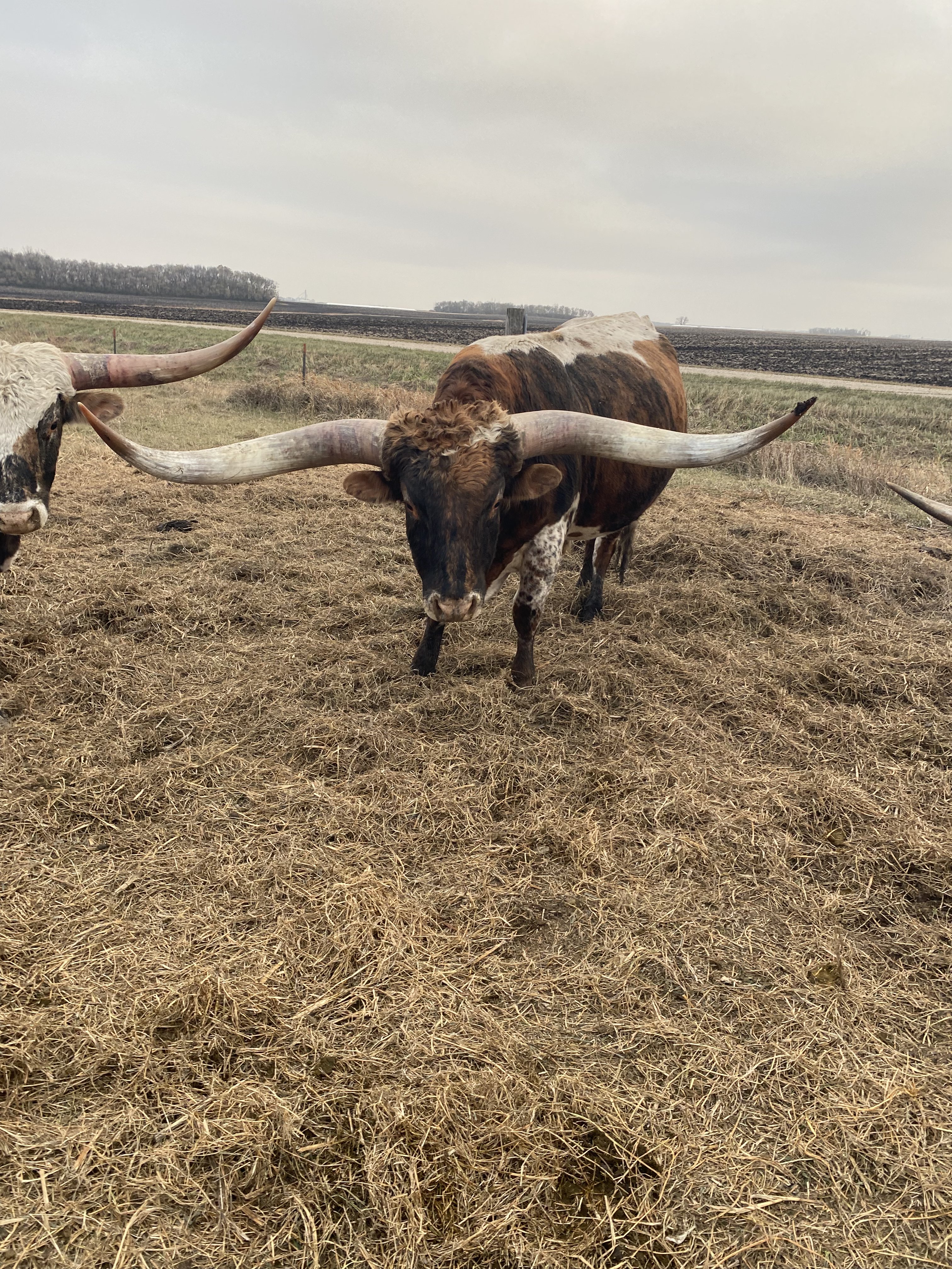Longhorn Cow 6
